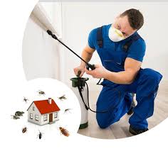 Pest control bed bug 3 BHK two time treatment
